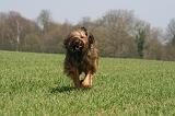 BRIARD 157